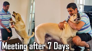 Buddy's Reaction Meeting His Parents After 7 Days | Cute Dog Video | Hindi by Furry Friend 33,874 views 7 months ago 6 minutes, 32 seconds