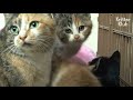 Smart Cat Does 'This' To Warn Her Kittens She Hid In The House | Kritter Klub