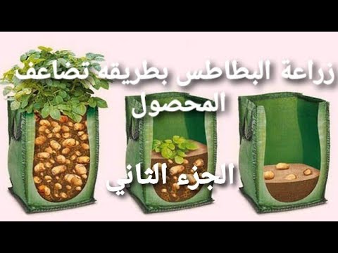 فيديو: 8 قواعد لزراعة البطاطس المثمرة واللذيذة. الجزء 2