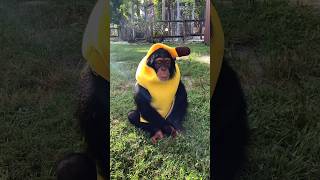 #Limbani The #Chimpanzee Loves Dressing Up? Or Does He? 👀 🍌 😝