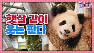 (SUB) Baby Panda Smiling Like Sunshine🐼│Panda World