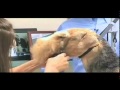 Super Styling Session Airedale Grooming Tips