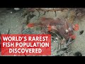 Red Handfish: Divers discover new population of world&#39;s rarest fish