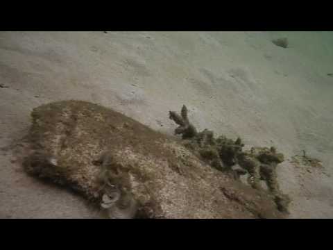 shark-reef-dans-redang-island-malaisie,-avec-œufs-de-tortue-illégale-histoire-partie-1