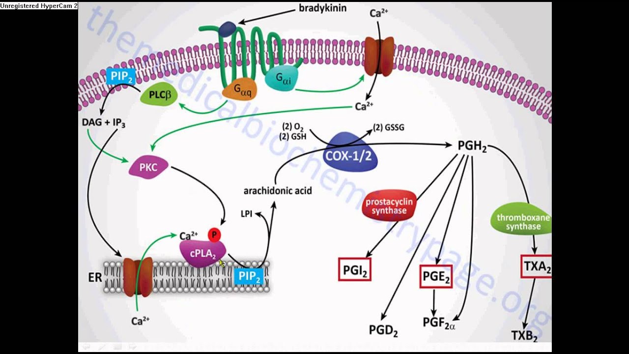 Prostaglandinas ejemplos