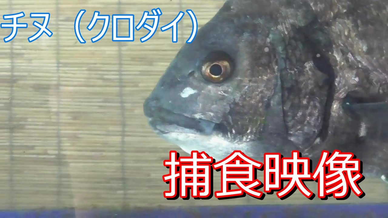 雑食の代表魚クロダイ チヌ は いろんなものを試しましたが 大抵のものは食べます 釣太郎飼育捕食実験 釣太郎ブログ