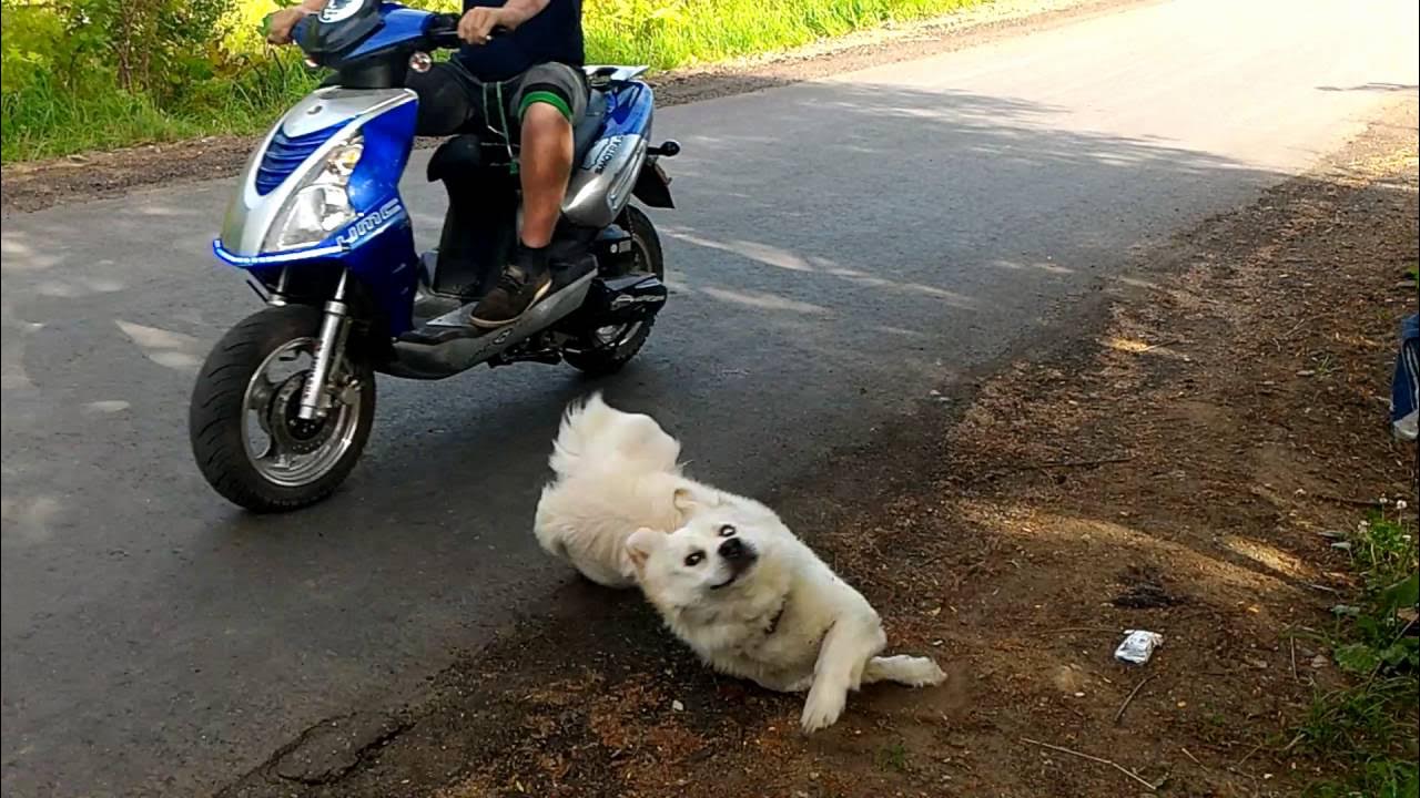 Собака на скутере