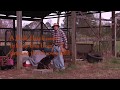 Positive Gun Dog Training (Cooper)- Beginning Stages - 11-15-17 Positive Gun Dog Training (Cooper)- Beginning Stages - 11-15-17