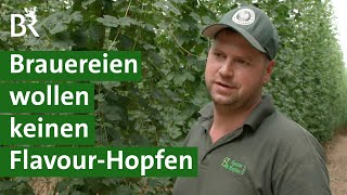 Hopfenanbau: Brauereien lehnen klimastabilen Flavour-Hopfen ab | Craft Beer | Unser Land | BR