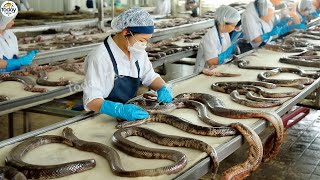 Most Satisfying Food Technology in Factory on Another Level - Snake Processing Factory