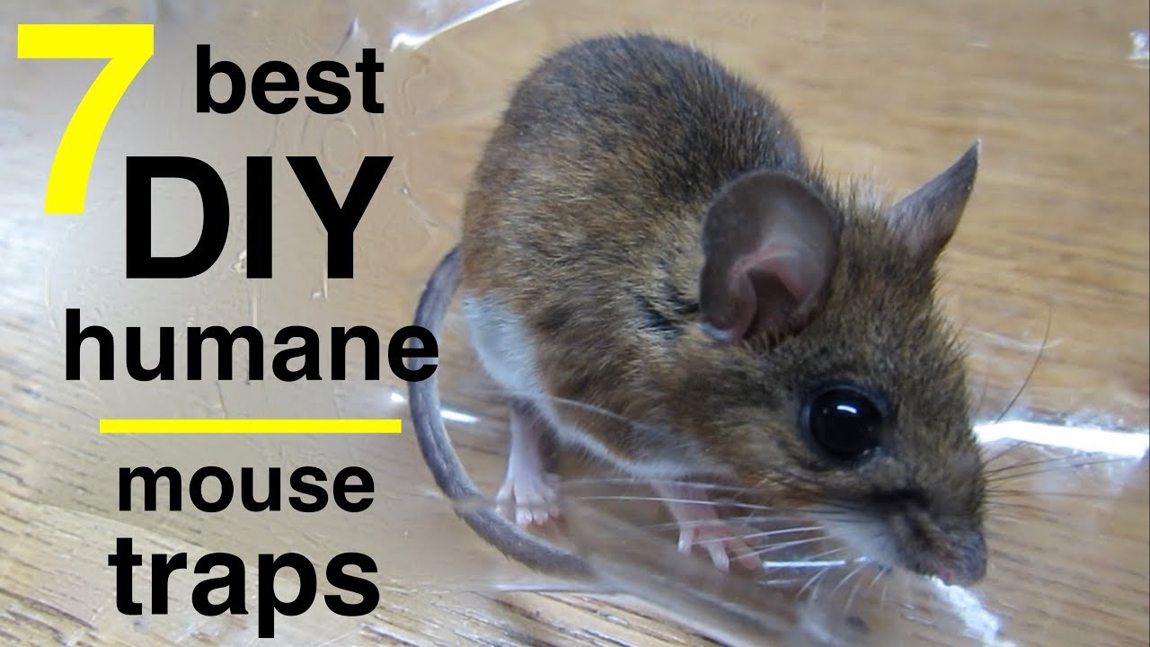 Handmade mouse trap - homemade humane rat trap - DIY handcraft trap 