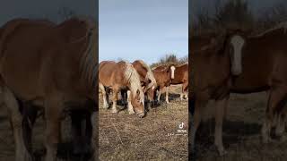 Советские тяжеловозы и осень. 🍂🐴