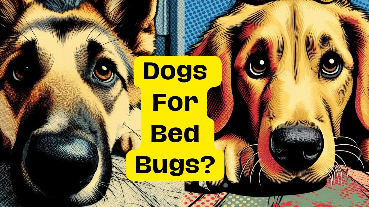 Bed Bug Sniffing Dogs YouTube