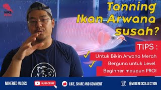 CARA MUDAH untuk TANNING Arwana! DIJAMIN AUTO merah!how your train your dragon! literally