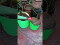 पौधों की बढ़वार के लिए व सर्दी से बचाने वाला स्प्रे।