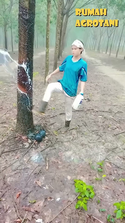 Thailand Rubber Plantation Innovation