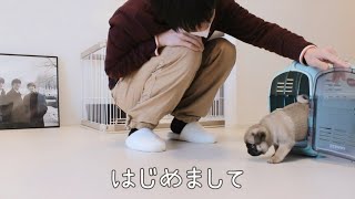 [ENG SUB] A two month old baby pug came to my house in Japan.