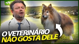 OS VETERINÁRIOS NÃO GOSTO DO PASTOR DE SHETLAND! | PT. 3 | CUIDADOS VETERINÁRIOS