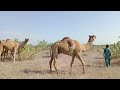 Camels  beautiful camels group in thar desert  the camel  thar thak