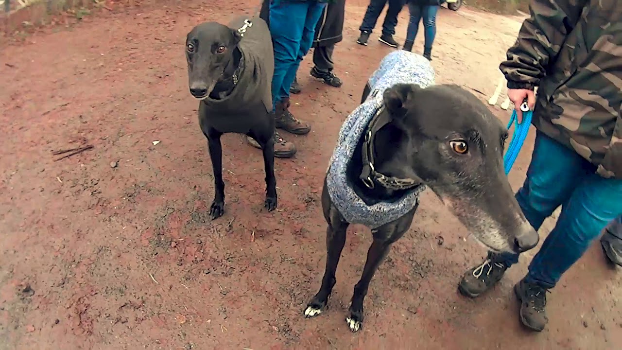The arrival of new Greyhounds from Ireland Ankunft neuer Greys bei