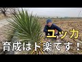 ユッカ大解明！管理は簡単？楽に増やせる？あなたのドライガーデンに1本いかがでしょう！