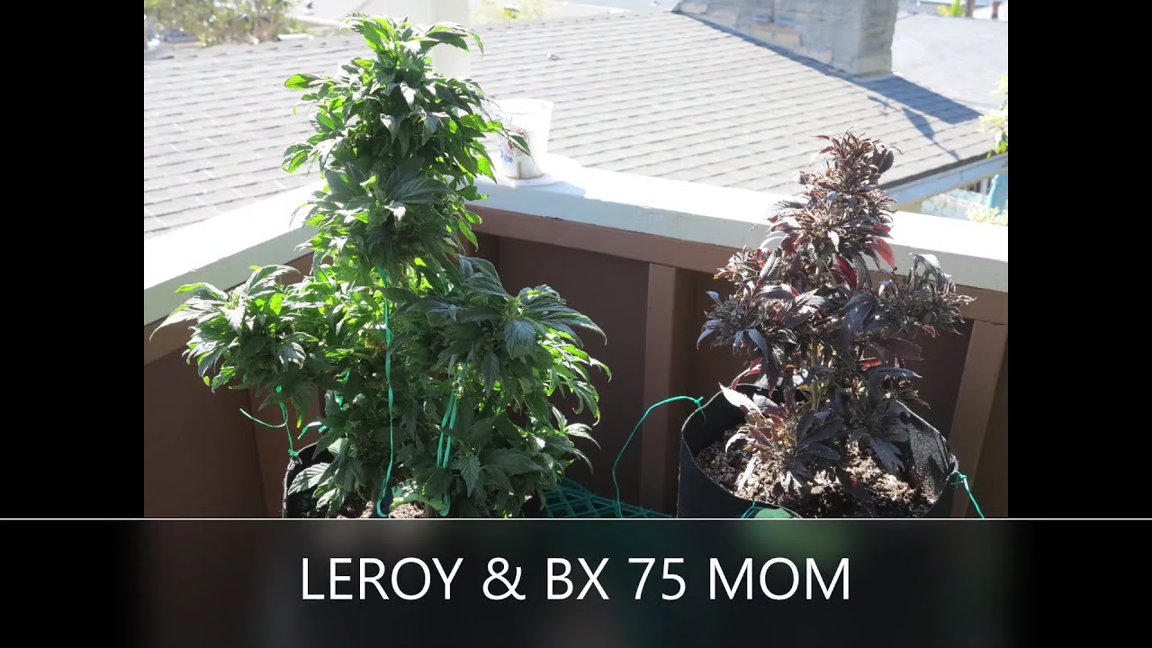 THE BIGKUSH GARDEN LAT 33 COASTAL CALIFORNIA