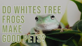 5 Reasons Whites Tree Frogs Make GOOD Pets