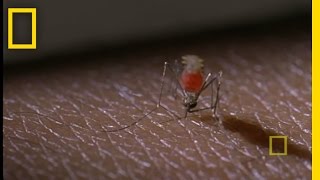 Mosquito Attack! | National Geographic