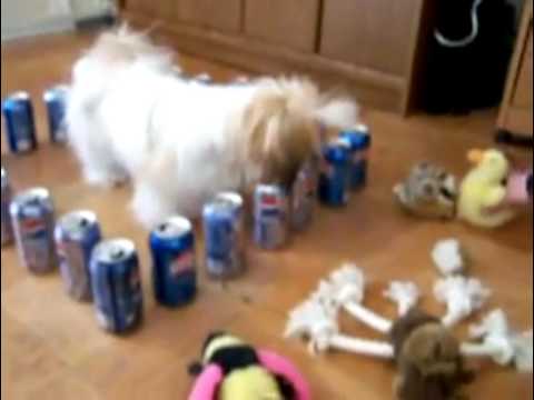 Silly Dog Stuck in a Soda Can Barricade