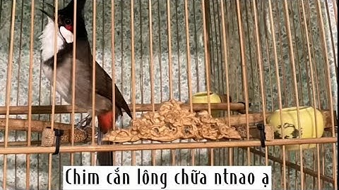 Cách chữa chim cắn lông hiệu quả nhất @thegioichaomao1.-_