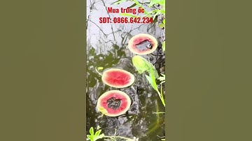 Nuôi ốc nhồi đơn giản mà bình yên đến lạ #shorts #ốcnhồi