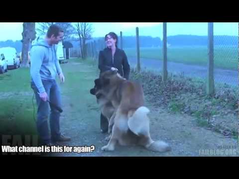 Perturber l'accouplement des chiens interview - YouTube Perturber l'accouplement des chiens interview - YouTube