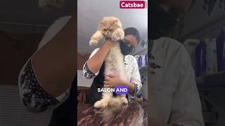 Cat grooming 33|100 days catsbae | 8446853378