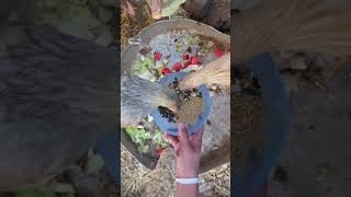 I dropped the bowl 🥣 🐔 Feeding Our Chickens #tiktok #foryou #chickensoftiktok #viral