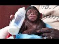 Adorable baby chimp at sanctuary almost falls asleep drinking bottle