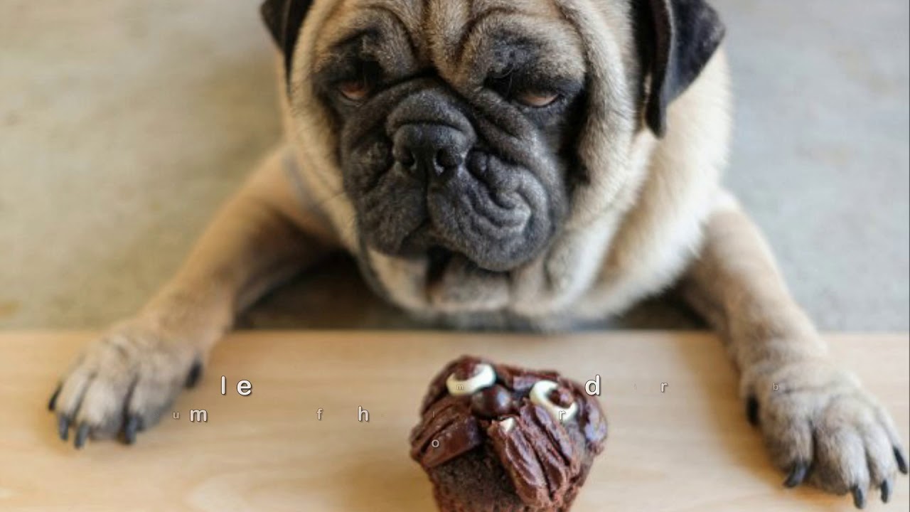 Dogs at risk of chocolate poisoning over holidays