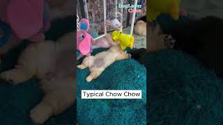 Cute Chow Chow Moments Compilation Part 1 #chowchow #shorts #dog