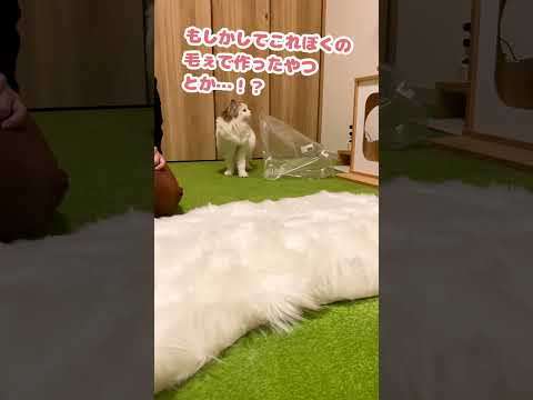 いや…猫の毛皮のラグは普通にアカンで…？【おしゃべりする猫】 #Shorts