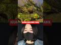 IGUANA BEKU BIKIN PANIK‼️