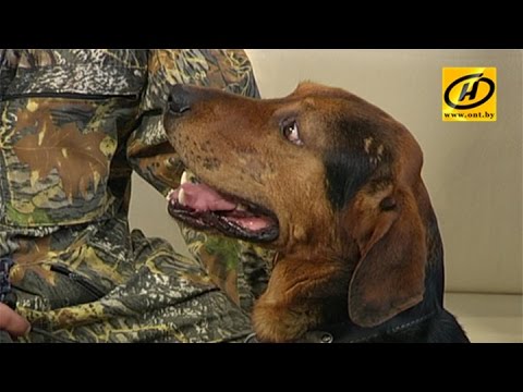 Новую породу охотничьих собак вывели в Беларуси