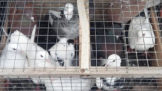 #Pigeons.Кто хочет гонять голубей тому ничего не мешает.