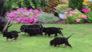 German Shepherd Puppies For Sale