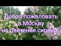 Сирень в Москве цветет 2021 Сиреневый бульвар Сиреневый сад