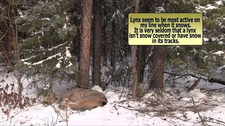 Trapping Inc Ep12 S1 End of Lynx Season