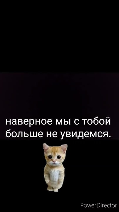 Хорошего вам дня!#котик#рекомендации #удачи. #коты - YouTube