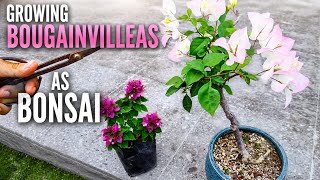 Growing Bougainvillea as Bonsai - Bonsai from Scratch ✂️🌿🌺