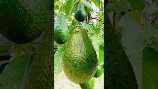 Amazing yummy fruit a healthy one || #wow #delicious #shorts