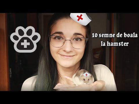 Video: Cum Se Udă Un Hamster