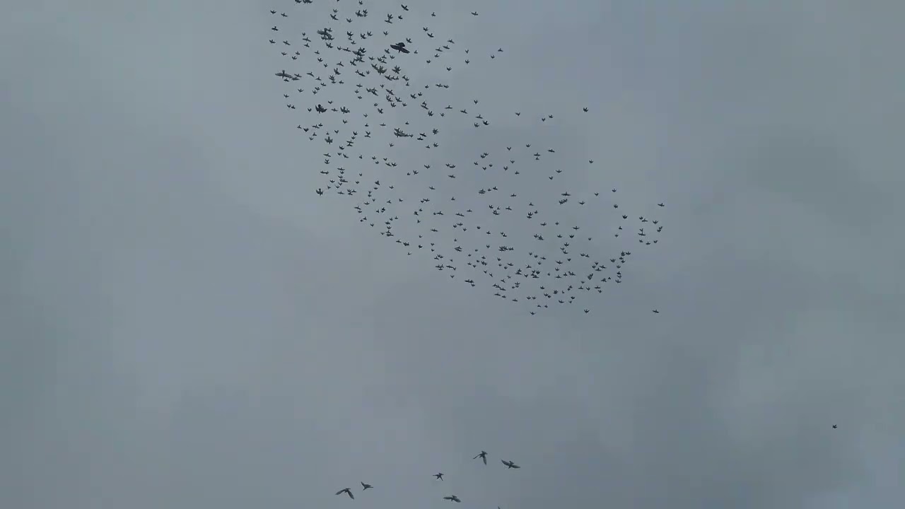 Gołębie bociany Huberta 174😃 potrójna ścinka, 700sztuk i 8-1🤣