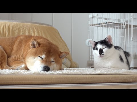 猫柴様おまとめ５点 猫柴様おまとめ5点